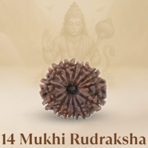 Original Siddh 14 Mukhi Rudraksha
